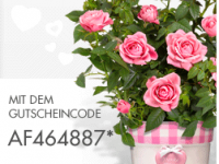 blume2000