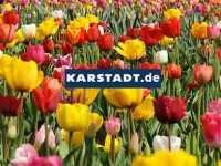 VEST-Fruehling_om2(1)