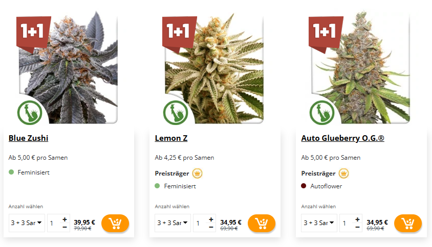 Dutch Passion Gutschein