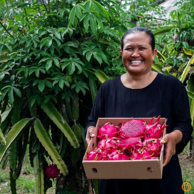 Jurassic Fruit frische Ernte