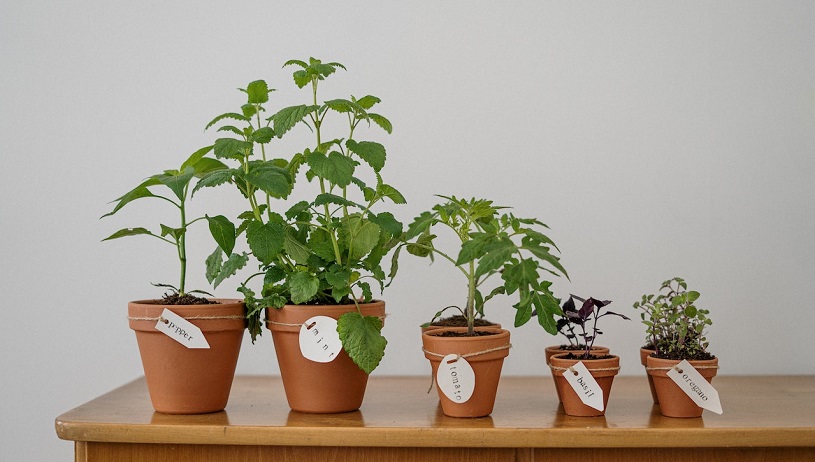 nachhaltige Pflanzen für die Wohnung